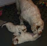 Cotton_Rocky_pups_5,5weeks_p