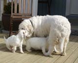 Cotton_Rocky_pups_5,5weeks_t