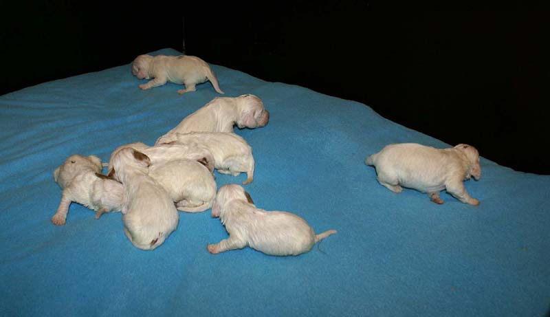 ST_Snow_litter_10th_day_a