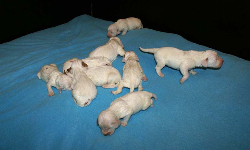 ST_Snow_litter_10th_day_b