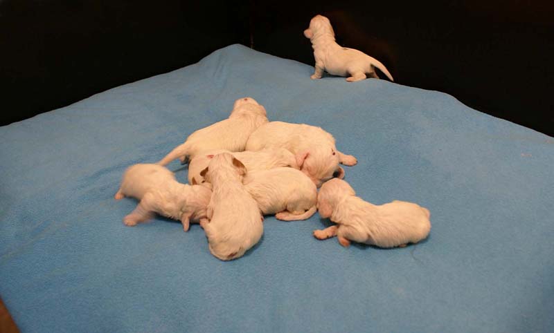 ST_Snow_litter_10th_day_c