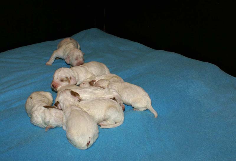 ST_Snow_litter_10th_day_d