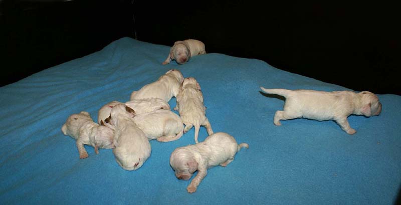 ST_Snow_litter_10th_day_e