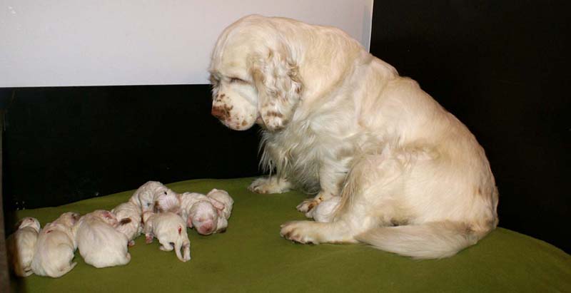 a_Spice_Twice_Snow-litter_1week_a