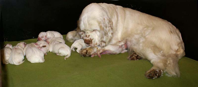 a_Spice_Twice_Snow-litter_1week_b