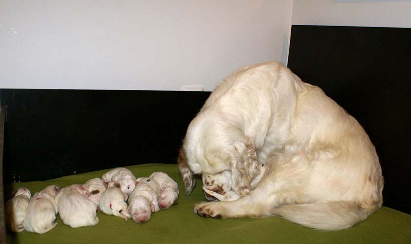 a_Spice_Twice_Snow-litter_1week_d