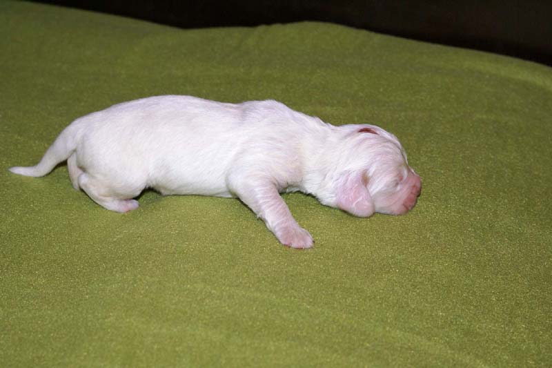 boy_bronze_head_1week_a