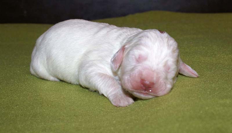 boy_bronze_head_1week_b