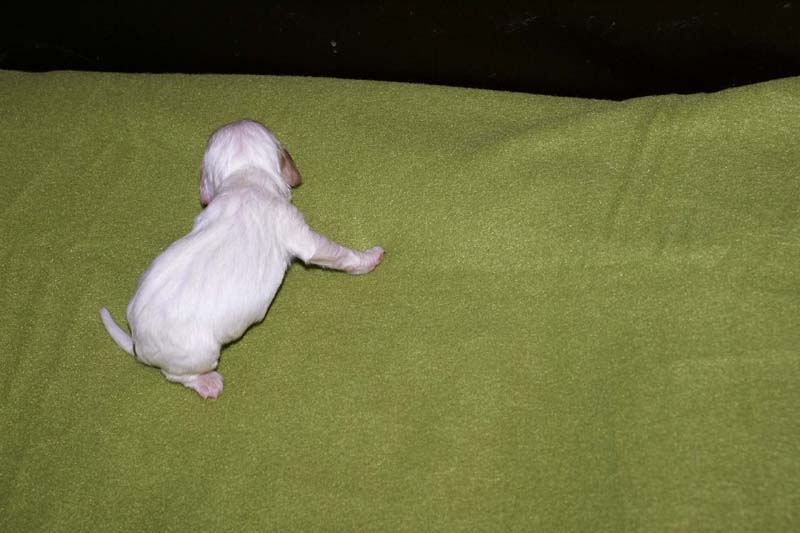 boy_bronze_tail_1week_b