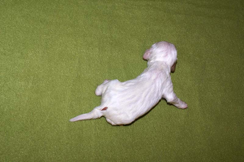 boy_bronze_tail_1week_c