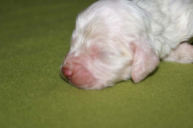 boy_bronze_tail_1week_d