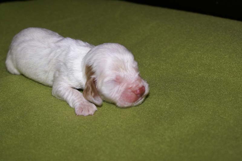 boy_bronze_tail_1week_e