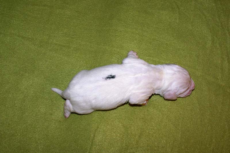 boy_green_back_1week_a