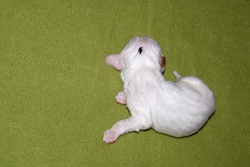 boy_green_head_1week_c