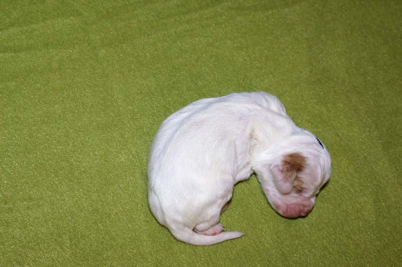 boy_green_head_1week_d