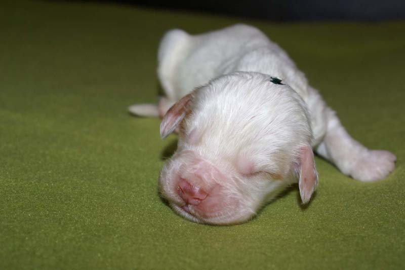 boy_green_head_1week_e