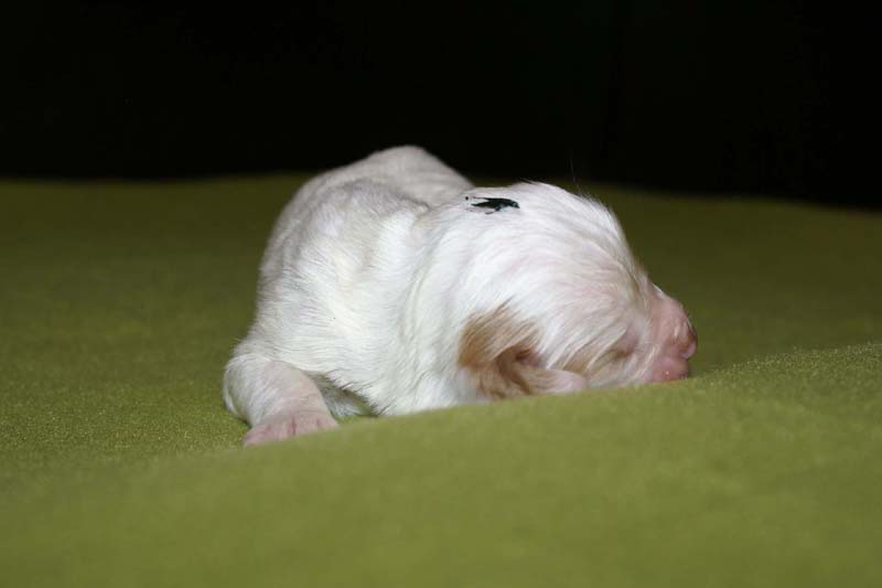 boy_green_head_1week_f