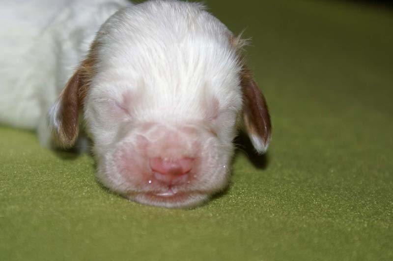 boy_pink_tail_1week_b