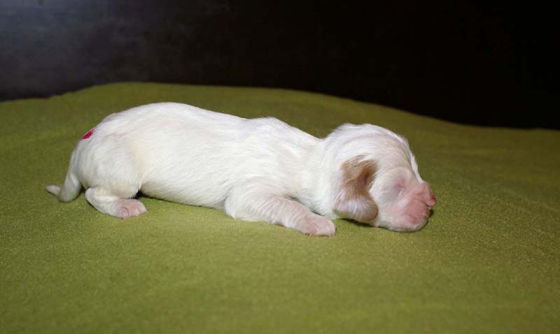 boy_pink_tail_1week_c