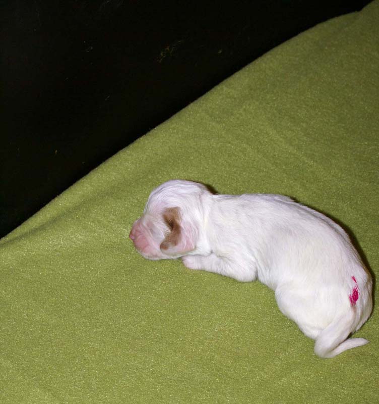 boy_pink_tail_1week_d