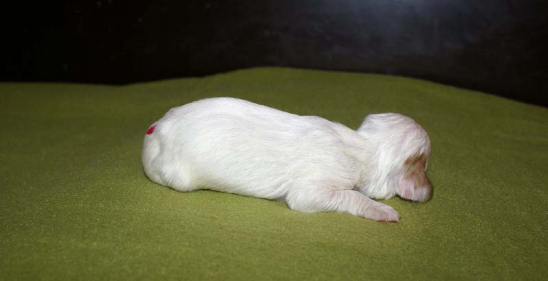 boy_pink_tail_1week_e