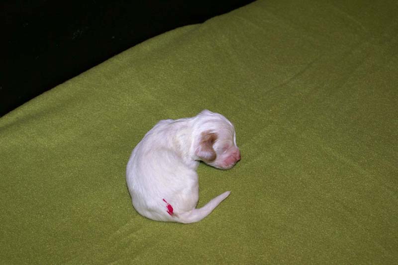 boy_pink_tail_1week_g