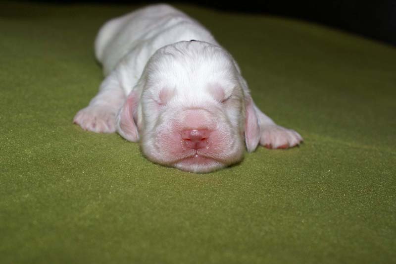 boy_purple_head_1week_b