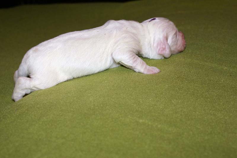 boy_purple_head_1week_c