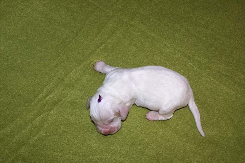 boy_purple_head_1week_d