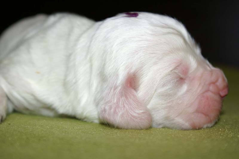 boy_purple_head_1week_f