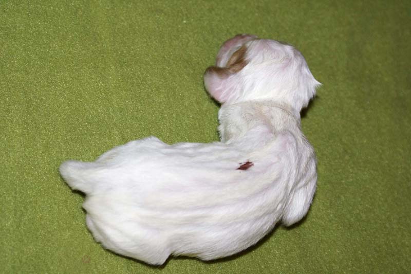 girl_bronze_back_1week_a