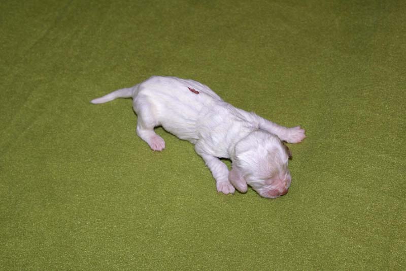 girl_bronze_back_1week_d