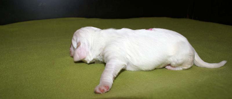 girl_pink_back_1week_b