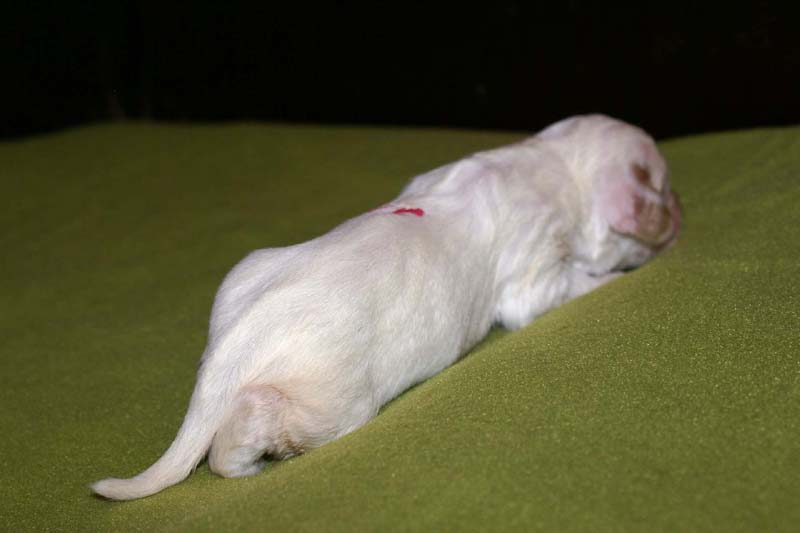 girl_pink_back_1week_d