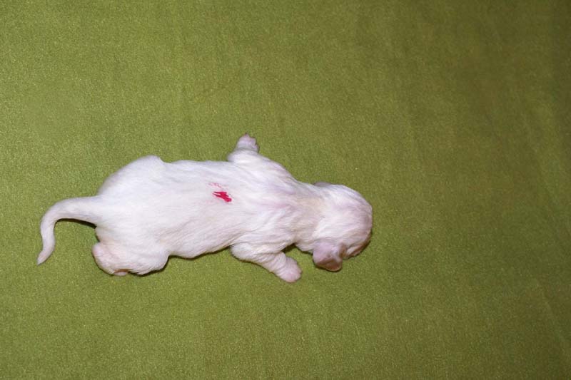 girl_pink_back_1week_f