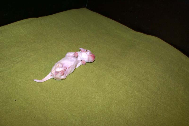 girl_pink_back_1week_g