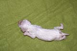 boy_bronze_tail_1week_a
