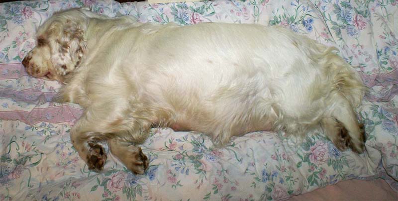 Cotton_resting_before_delivery_9Feb2008