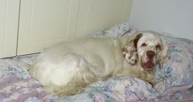 Cotton_resting_before_delivery_9Feb2008_b