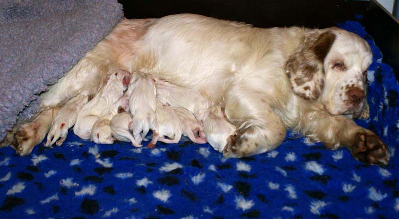 Cotton_with_her_newborn_babies