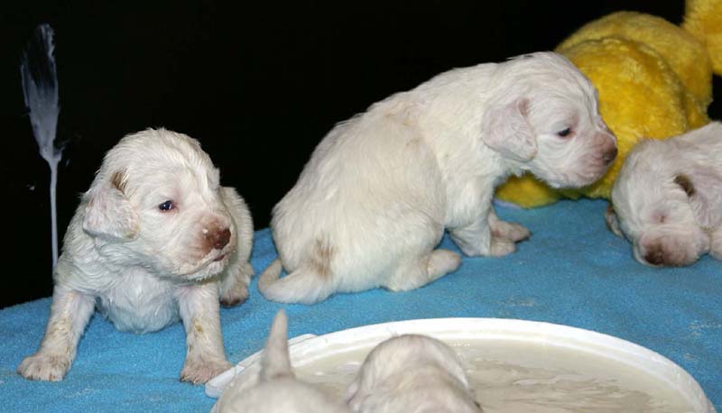 ST_Snow-pups_19days_a