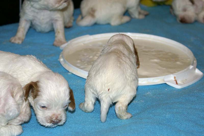 ST_Snow-pups_19days_b