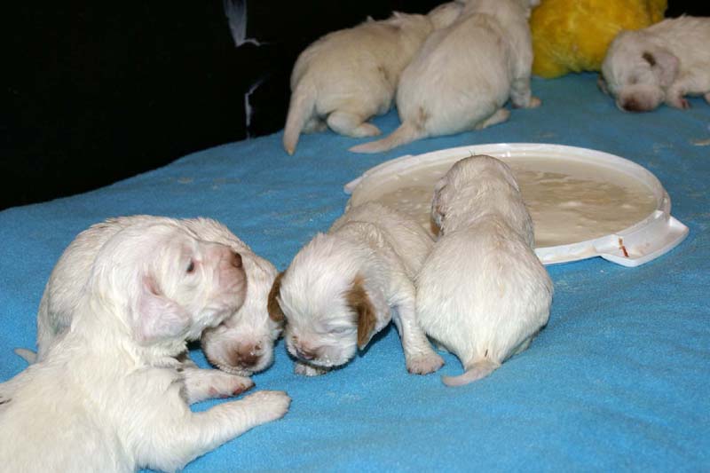 ST_Snow-pups_19days_f