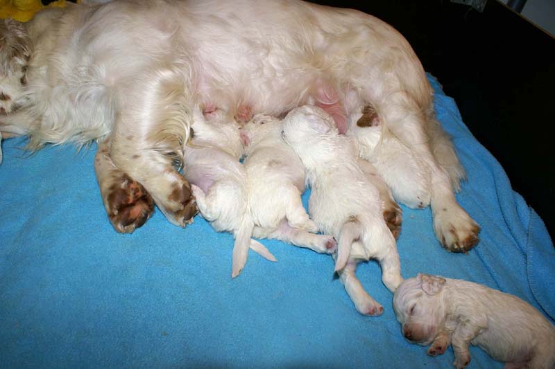 ST_Snow-pups_19days_k