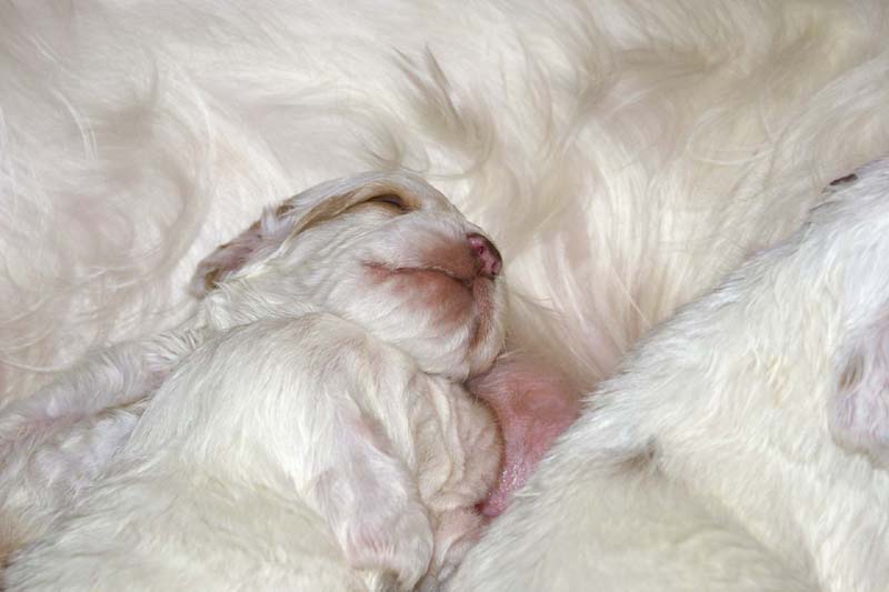 ST_Snow-pups_19days_p