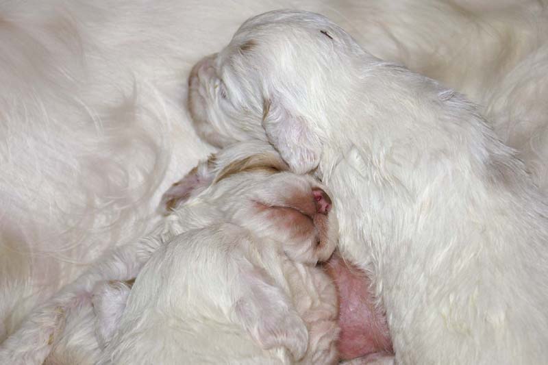 ST_Snow-pups_19days_q