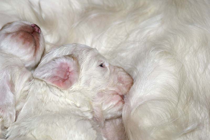 ST_Snow-pups_19days_s