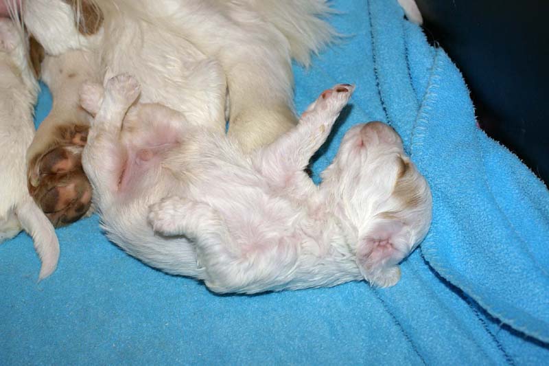 ST_Snow-pups_19days_v