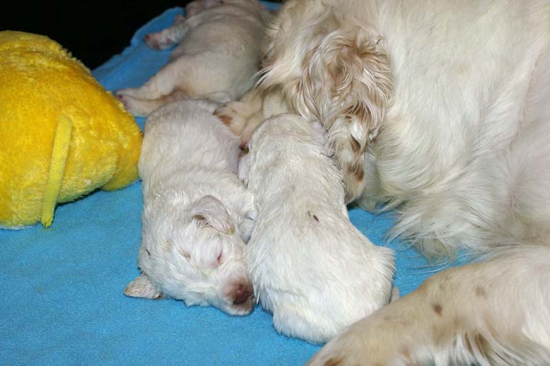 ST_Snow-pups_19days_w