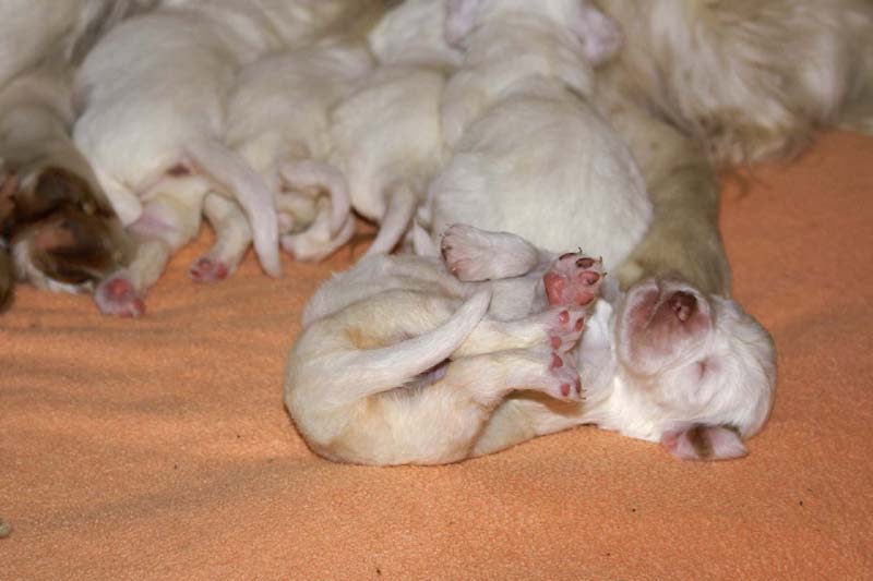 a_Spice_Twice_Snow-litter_2weeks_d